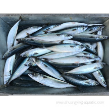 Frozen Whole Round Mackerel Fish For Canned Food